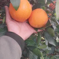 کارگر پرتقال چینی