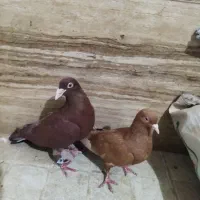 یک جفت کرمانی با سار