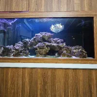 آکواریوم آب شور