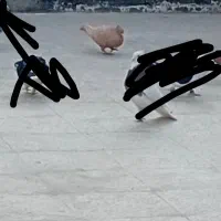 کفت صید زرد کاکلی گمشده