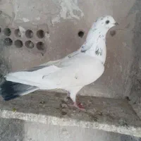 کفتر|پرنده|ری, صفاییه (چشمه علی)|دیوار