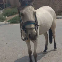 اسب|اسب و تجهیزات اسب‌سواری|رضویه, |دیوار