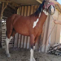 کره مادیان کرددوساله هنوز سواری نشده قیمت 55000000