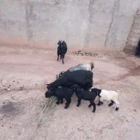 بز‌وببزغاله