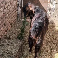 نری بخته