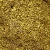 ذرت علوفه ای