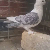 نر ساتن