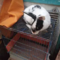 خرگوش خارجی|موش و خرگوش|قم, علی آباد|دیوار