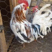 خروس گلین جوان