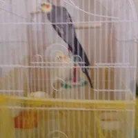 عروس هلندی
