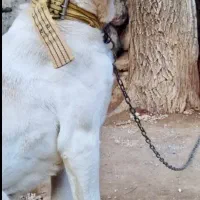 سگ نگهبان