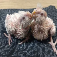 عروس هلندی مولدالبینوخالص باجوجه معاوضه ملنگوماده|پرنده|خمین, |دیوار