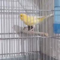 قناری، سهره|پرنده|اسفرورین, |دیوار