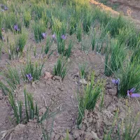 1300متر-باغ-پسته-ده-ساله