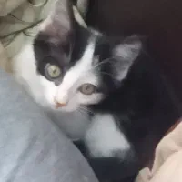 بچه گربه بازیگوش