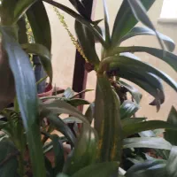 گل موسی در گهواره