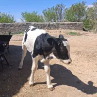 گوساله شیری