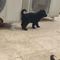 ژرمن بلک اصیل