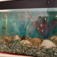 آکواریوم|ماهی|کرمانشاه, |دیوار