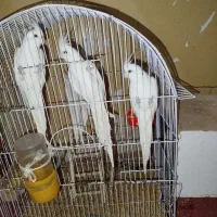 عروس هلندی البینو