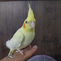 عروس هلندی جفت