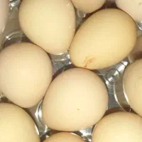 تخم مرغ مصری