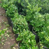 یاس هلندی سطل ۱۲ قیچی خورده|گل و گیاه طبیعی|چابکسر, |دیوار