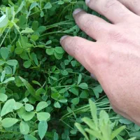 بذر یونجه تضمینی|خدمات باغبانی و درختکاری|بهبهان, |دیوار