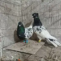 به قیمت مناسب