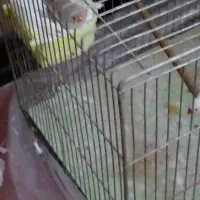 فنچ|پرنده|کاشان, کوچه باسکول|دیوار