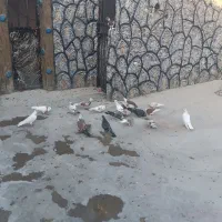 کبوتر