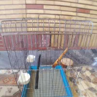 سرگرمی وفراغت ،حیوانات