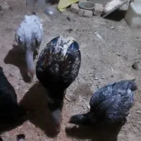 لاری و عروس هلندی سخنگو و مرغ عشق|پرنده|کنگاور, |دیوار