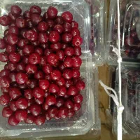 آلبالو بدون هسته|خوردنی و آشامیدنی|تهران, میدان میوه و ترهبار مرکزی|دیوار