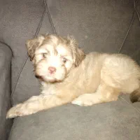 دوعددسگ نژادشیتزو