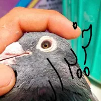 جان اردن و موریس دلبر