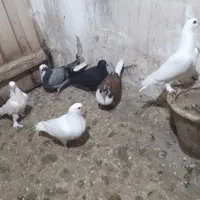 جوجه|پرنده|بناب, |دیوار