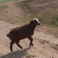 فروش یک عدد بره