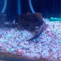 لجن خوار مامله با دوتا. سایز متوسط