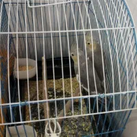 پرنده|پرنده|نورآباد, |دیوار