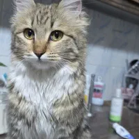 واگزاری گربه|گربه|فردیس, شهرک شهید حسینی|دیوار