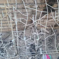 حفاظ یروی دیوار شاخ گوزنی یا بوته ای قیمت مناسب