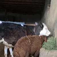 دو راس گوساله نر سیمینتال ۳ماهه جنس یک