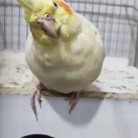 یک عدد عروس هلندی