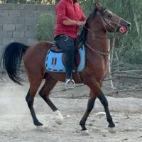 فروش اسب
