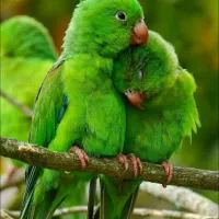 قبول سر پرستی هر پرنده ای