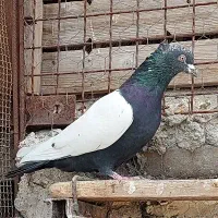 سین سیاه کلاهی