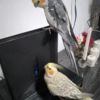 عروس هلندی تپل سالم نر و ماده