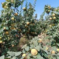 به اصفهانی|خوردنی و آشامیدنی|شیراز, باغ تخت|دیوار