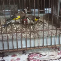 11111|پرنده|اردبیل, |دیوار